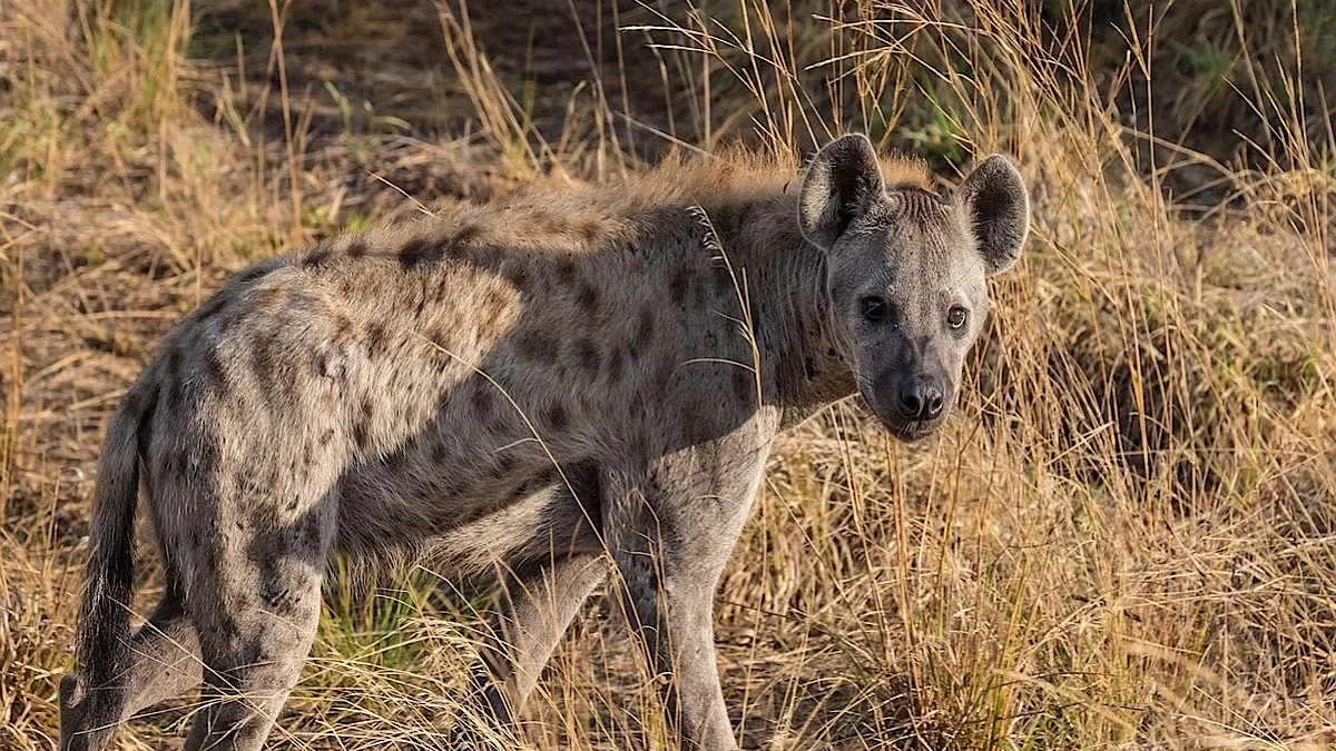 Forest dept catches adult hyena from Asansol house