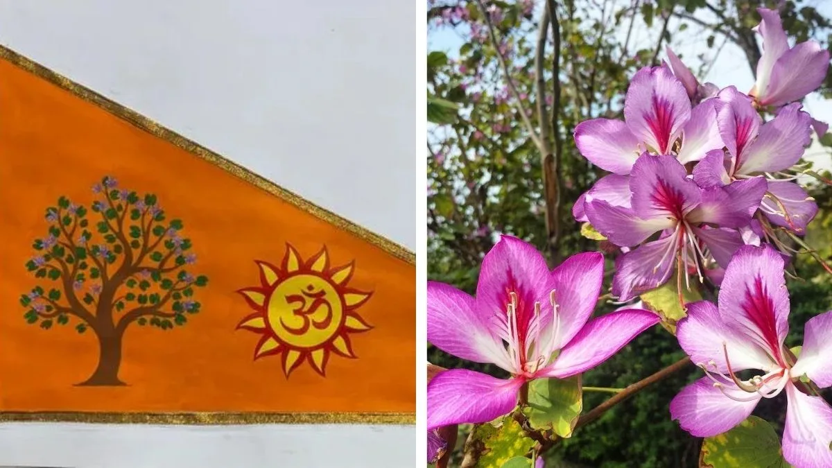 Kovidara Tree: PM Modi hoists Dharma Dhwaj in Ayodhya with this plant, know its significance and medicinal value