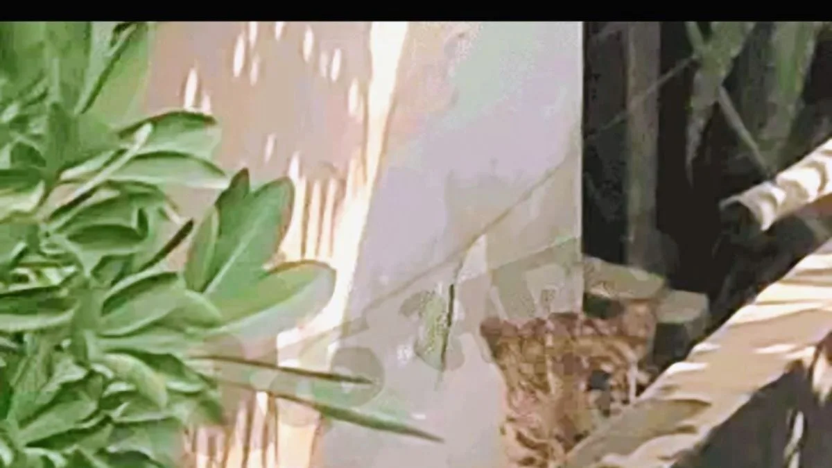 Leopard sightings surge in Jaipur; Civil Lines panic latest in growing urban encounters