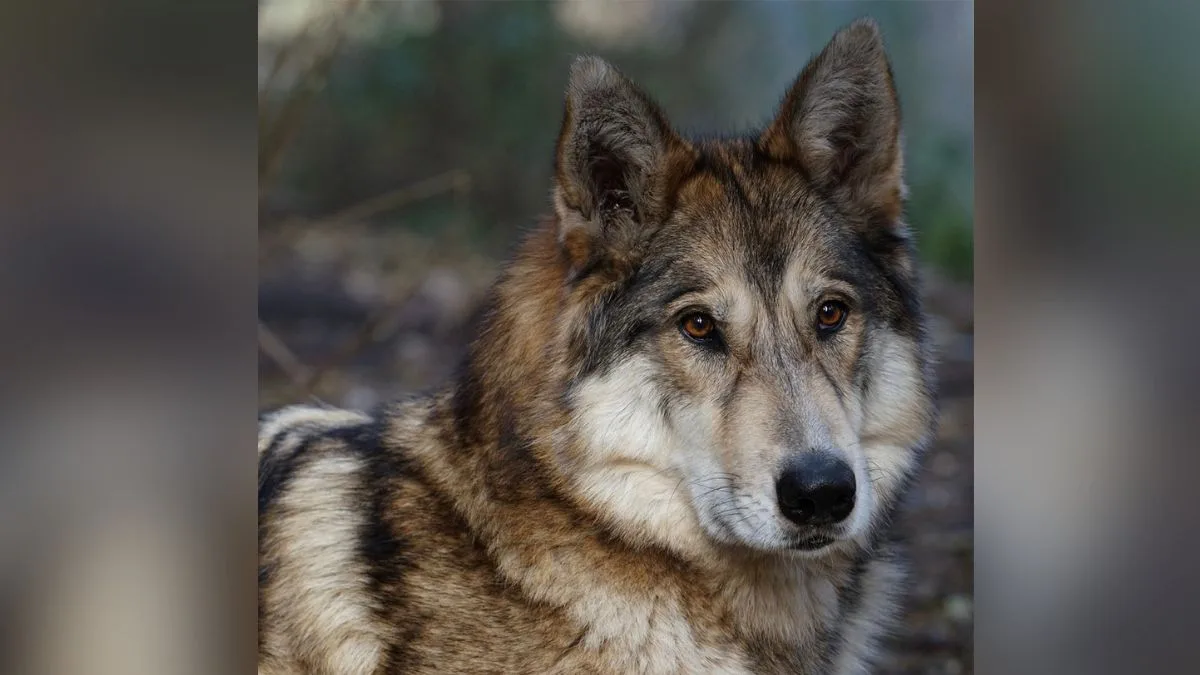 Wolves continue to terrorise Bahraich villages, 5-year-old boy killed despite intensified patrols