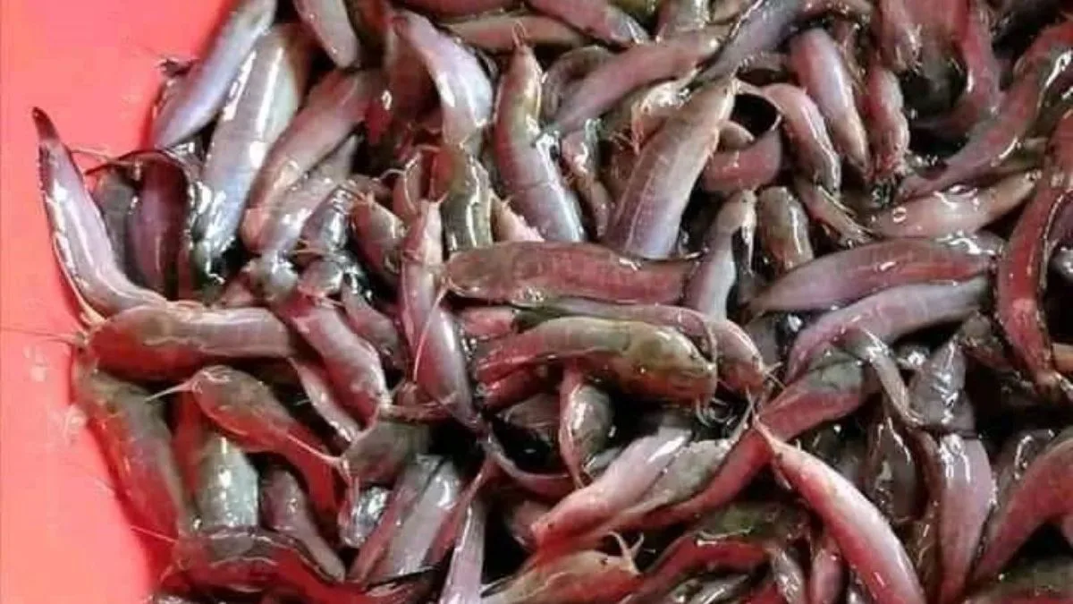 Desi Magur declared state fish of Jharkhand