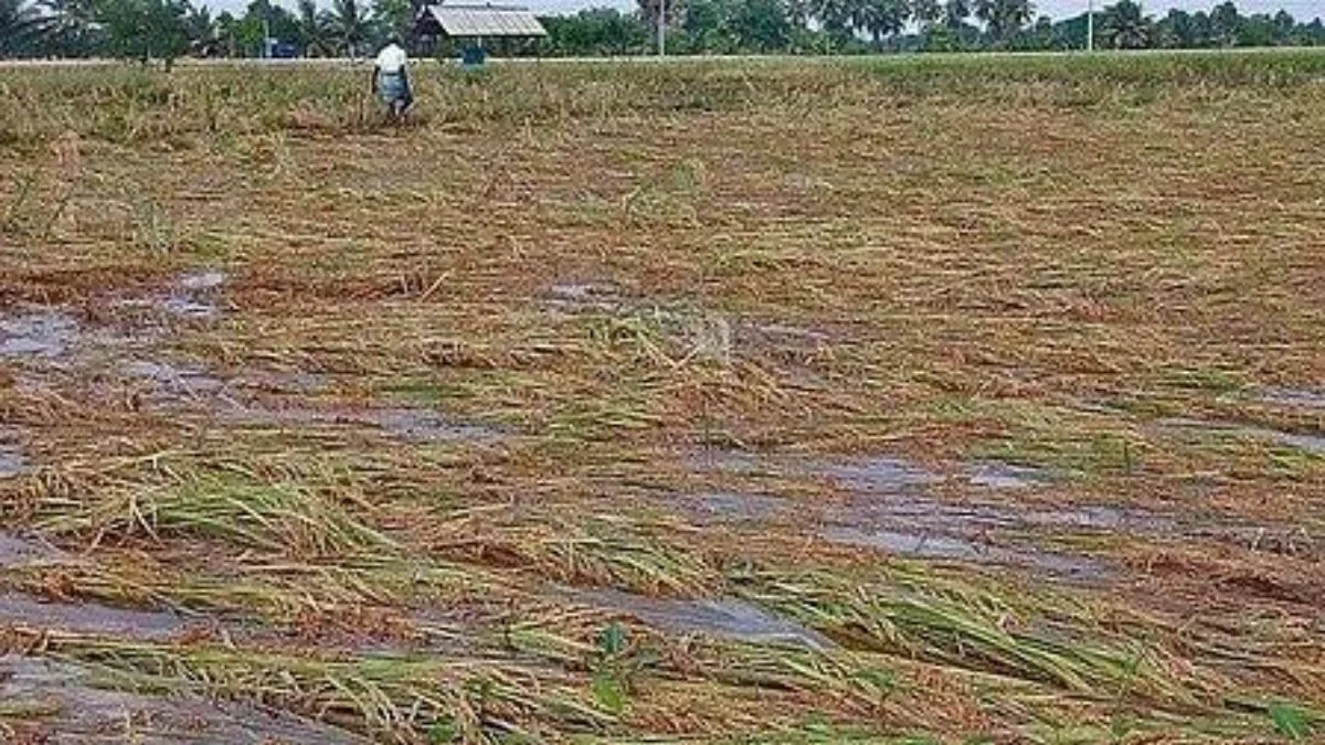 Odisha urges centre to clear Rs 8,178 cr paddy subsidy, expedite rice evacuation