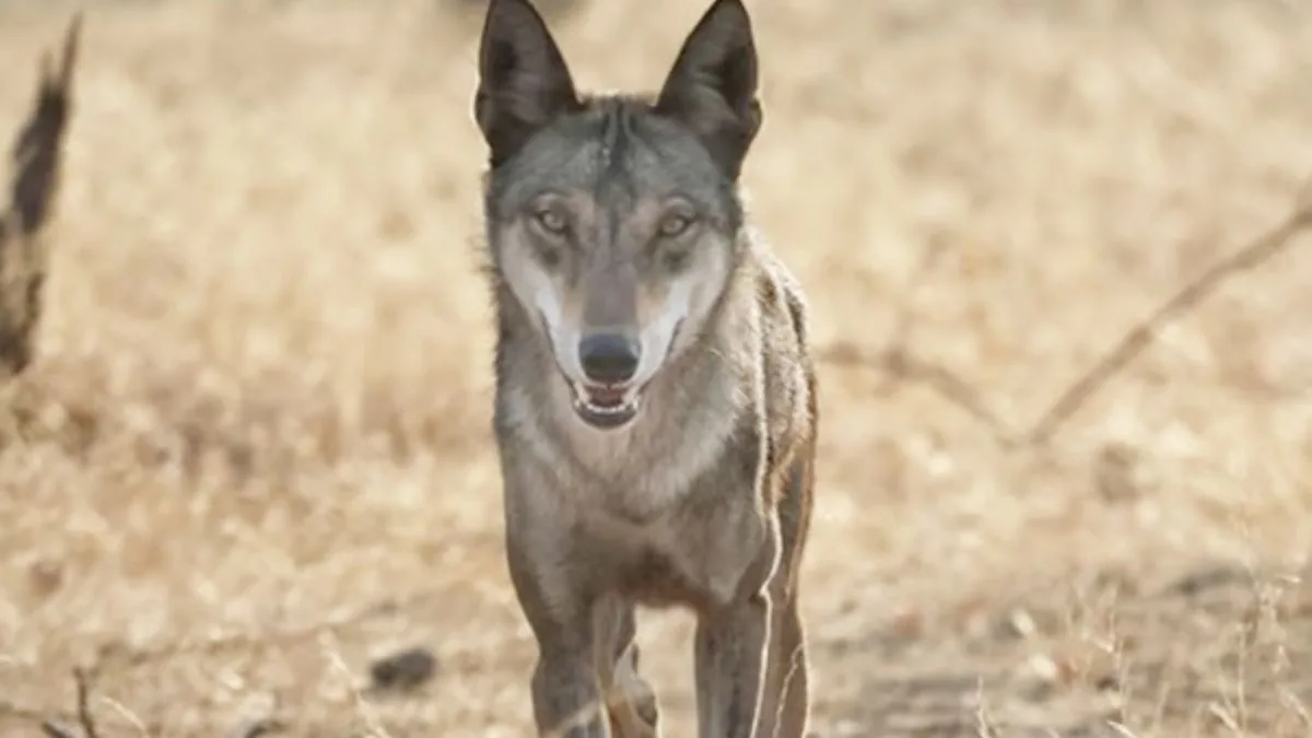 3-year-old dragged away by wolf in UP