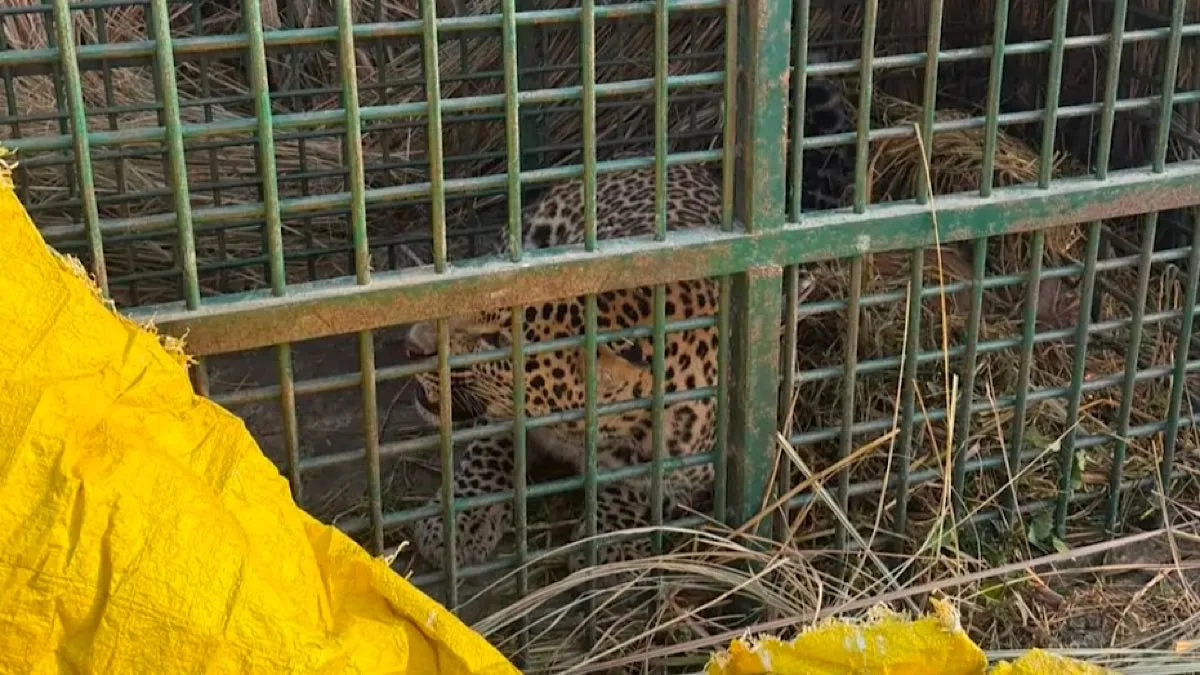 Sigh of relief for villagers after leopard captured by Forest Dept in UP’s Bahraich