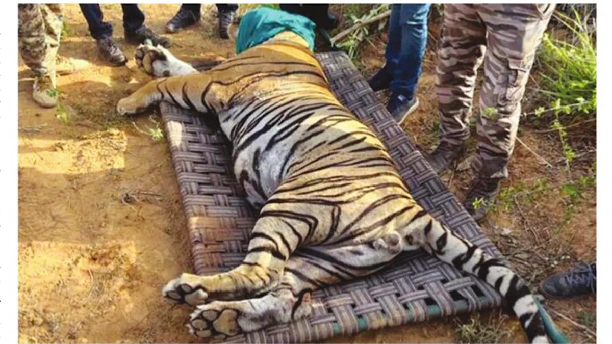 Apathy, red-tape threaten tigers
