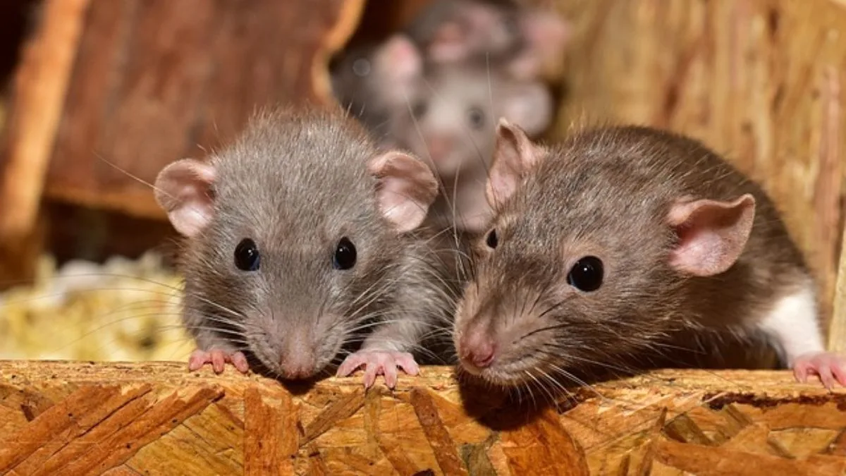 Real-life Ratatouille: Rats ‘eat’ 200 kg ganja worth Rs 1 crore, Ranchi Court acquits accused