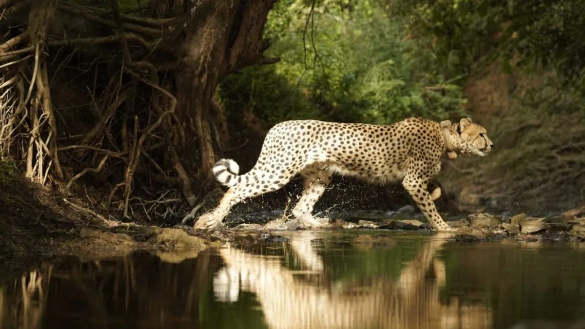 International Cheetah Day: 32 cheetahs, including 21 locally born— ups and downs of Project Cheetah