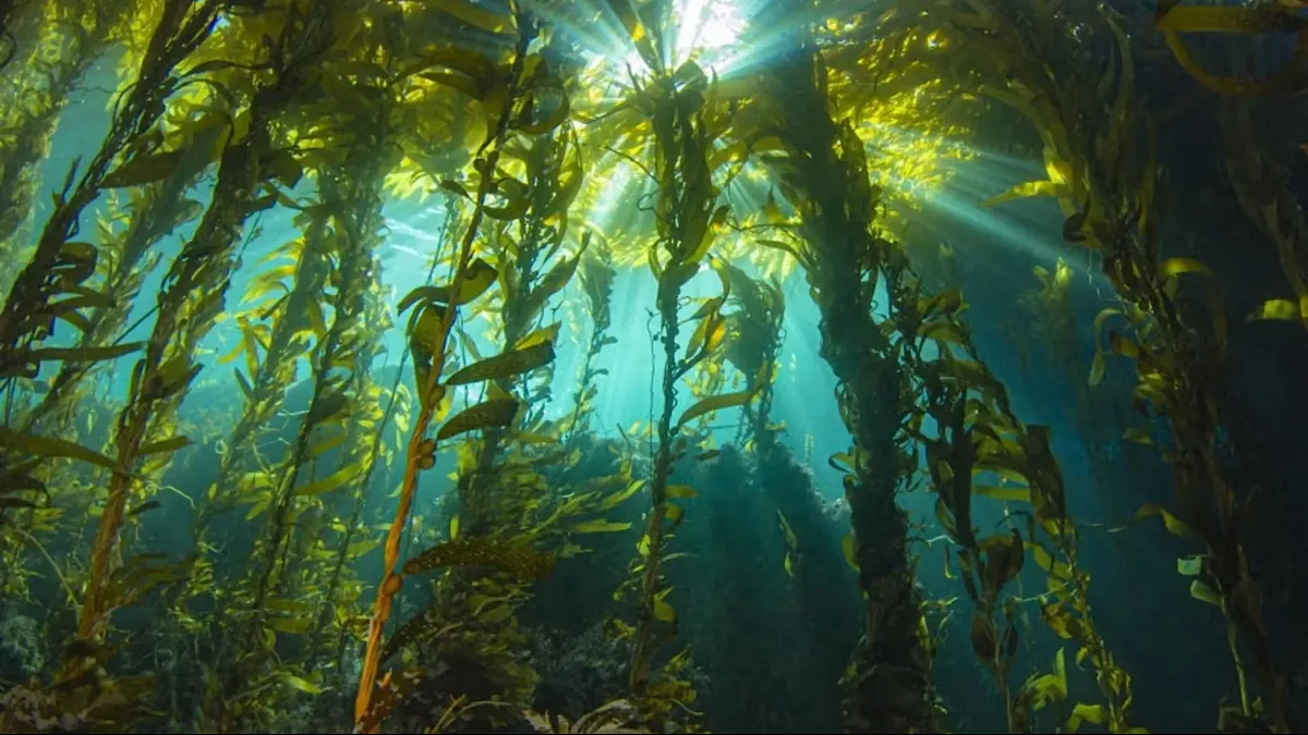 New study sheds light on the threat of ‘marine darkwaves’ to ocean life