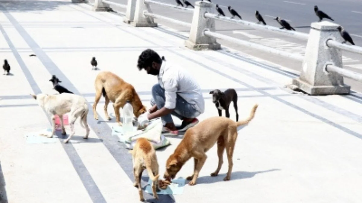At least a dozen stray dogs poisoned to death in Bhopal
