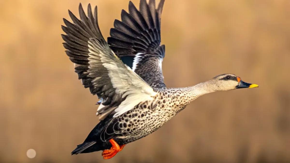 Half of migratory species on decline: Spearheaded by India, Central Asian Flyway offers way