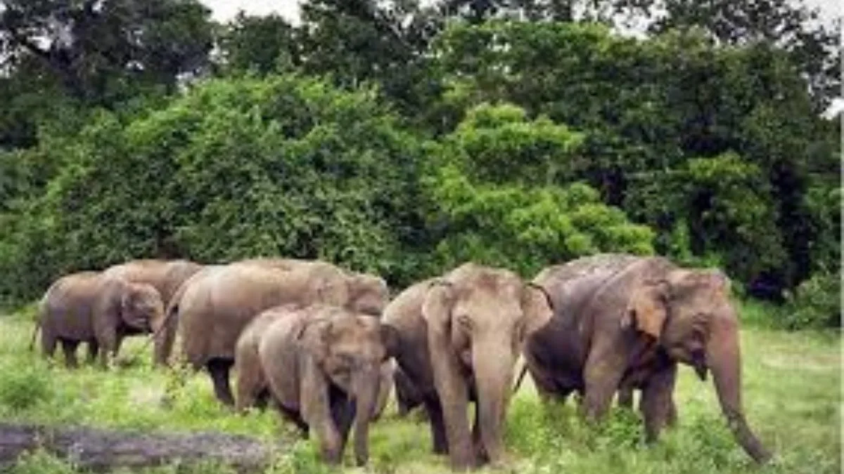 Five Killed in Elephant Attack in Jharkhand’s Hazaribagh