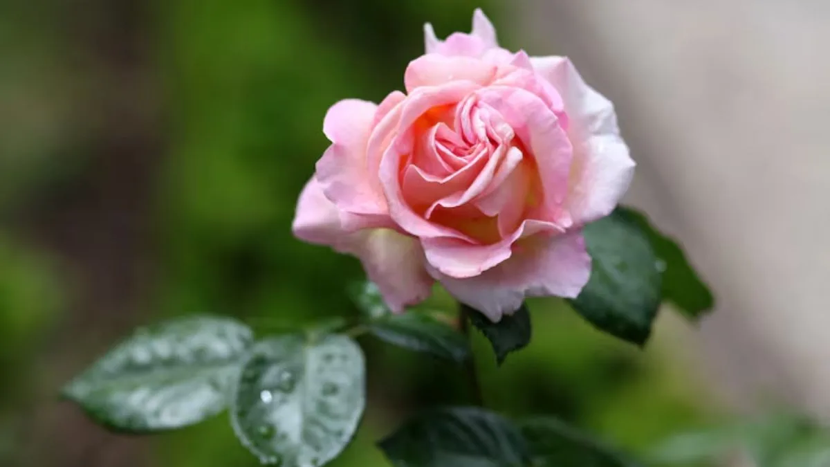 Phool Gulab Ka: Rose not just a symbol of love but natural remedy to heart palpitations, says Acharya Balkrishna