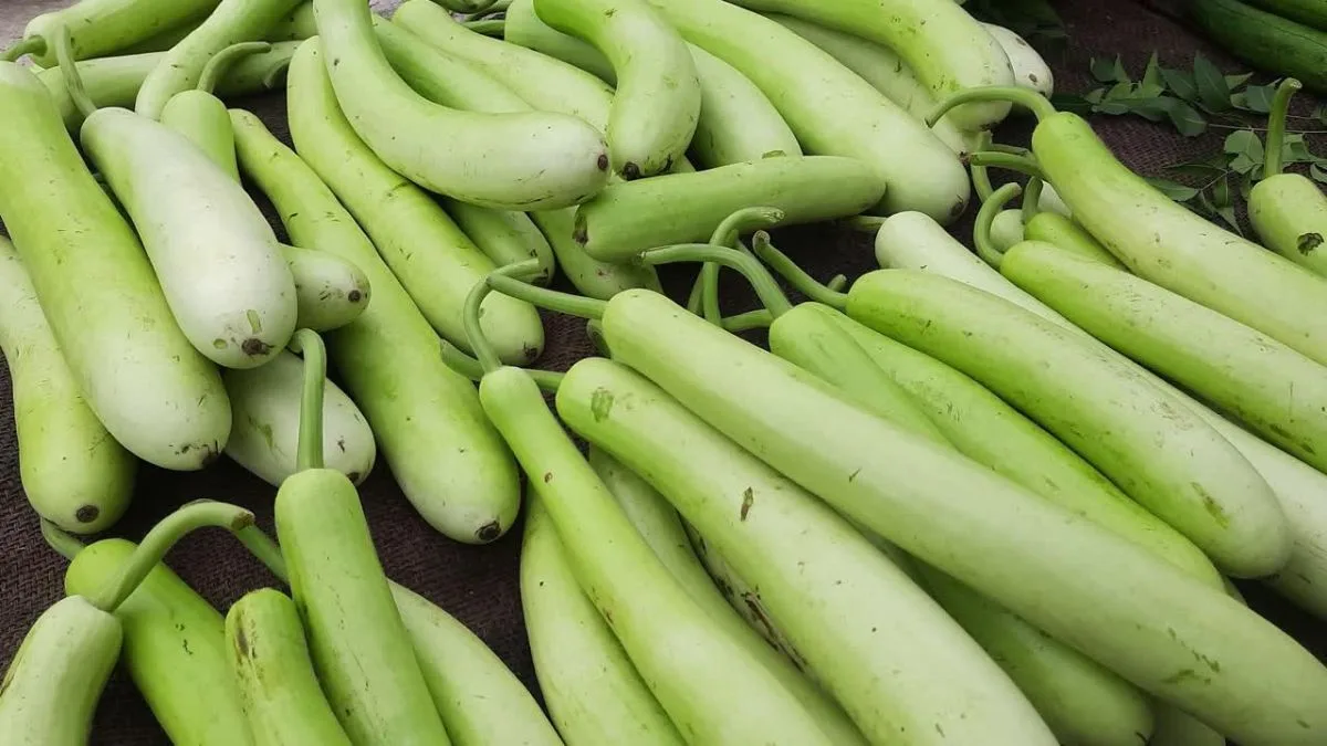 That ‘boring’ lauki on your plate might be a heart saver, claims Acharya Balkrishna