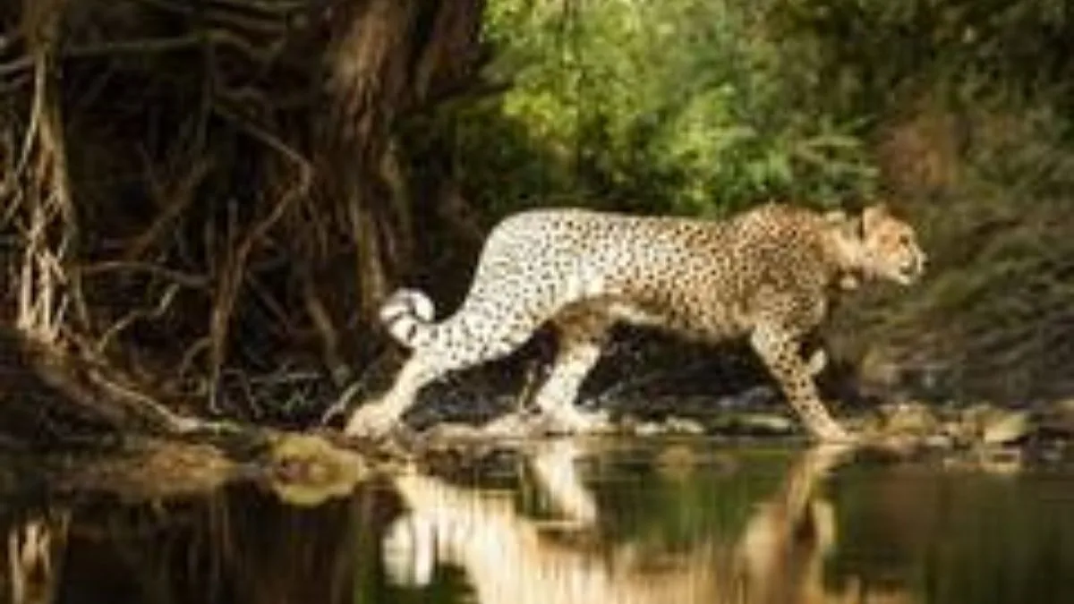 Kuno National Park sees birth of five Cheetah cubs, population hits 35