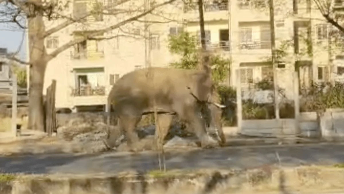 Wild elephant strays into Ranchi, safely driven out after hours long operation