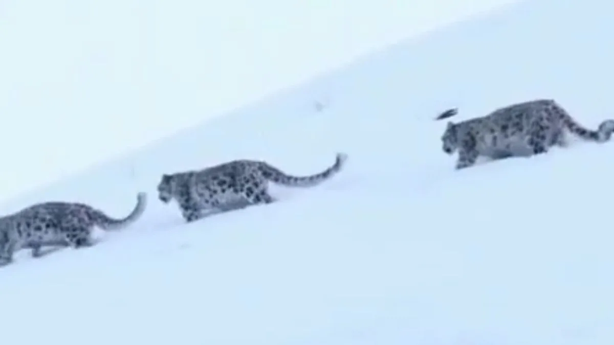Rare sighting: BRO shares clip of three snow leopards frolicking in deep Ladakh snow