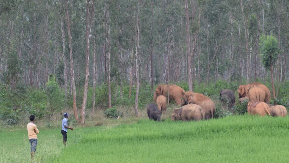 Odisha records India’s highest human fatality amidst raging human-pachyderm conflict