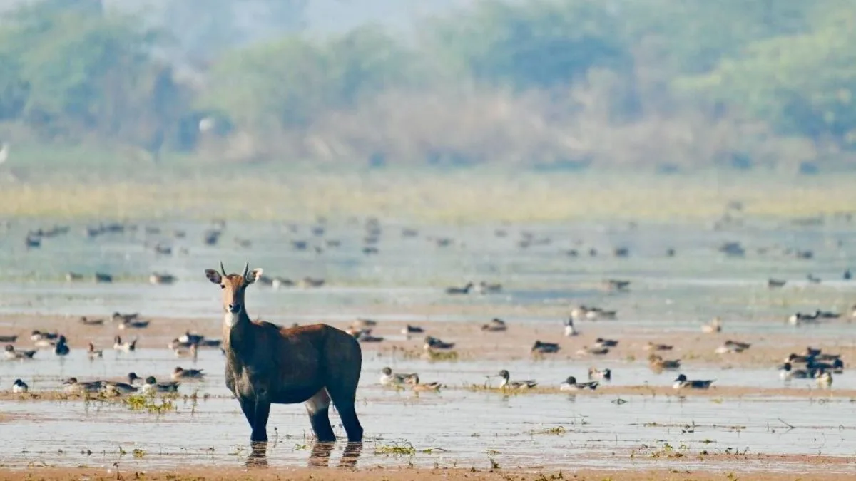 Wetlands demand catchment-scale thinking & active community participation, say experts