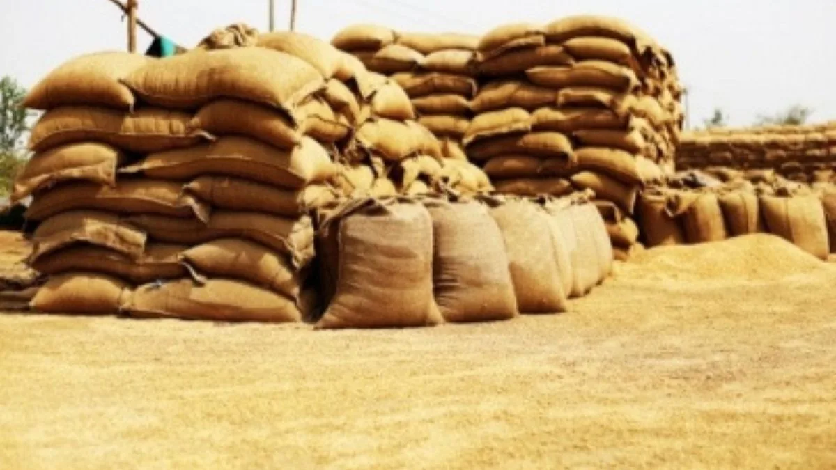 Govt: Wheat crop remains resilient despite weather variations