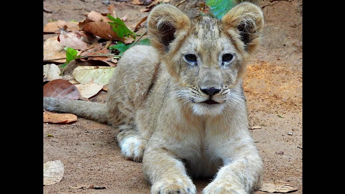 A new roar at Ranchi zoo