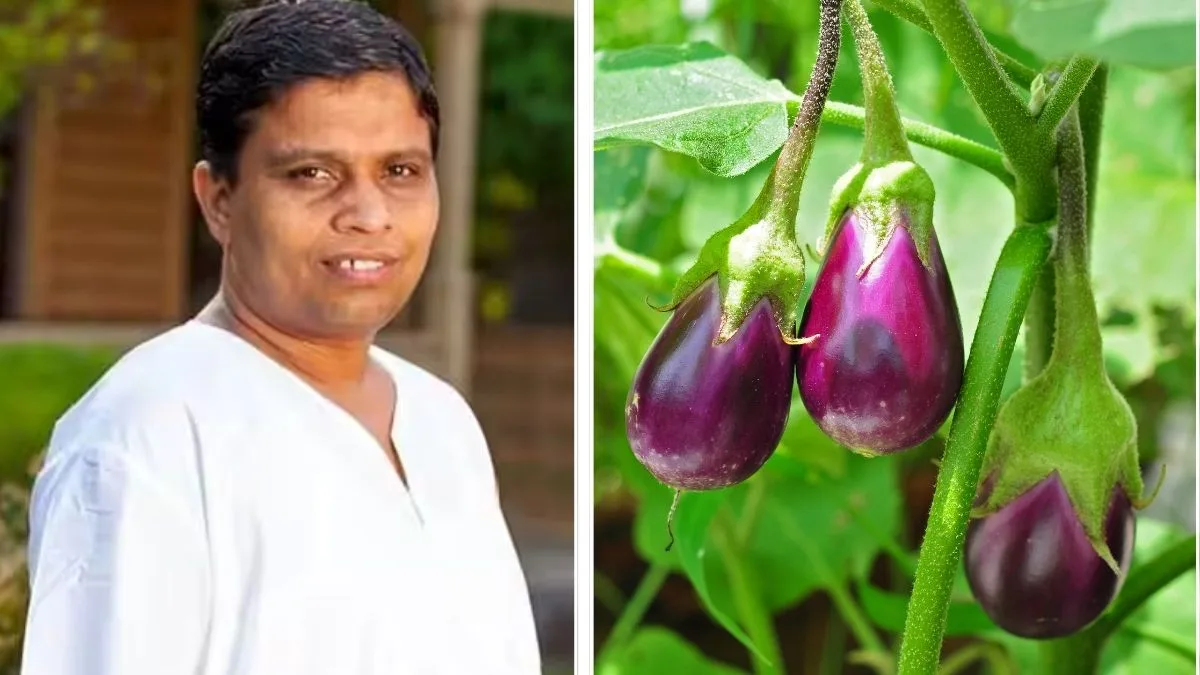 The baingan moment: Acharya Balkrishna credits brinjal with multiple health benefits