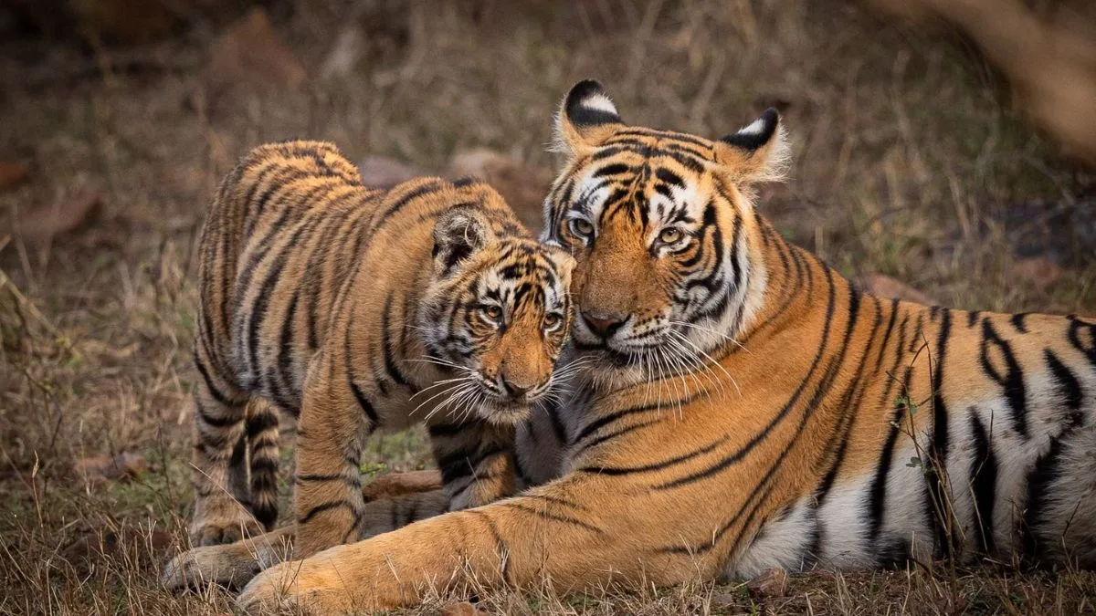 Operation Tiger’ buzz intensifies after Eknath Shinde’s meeting with PM, Shah