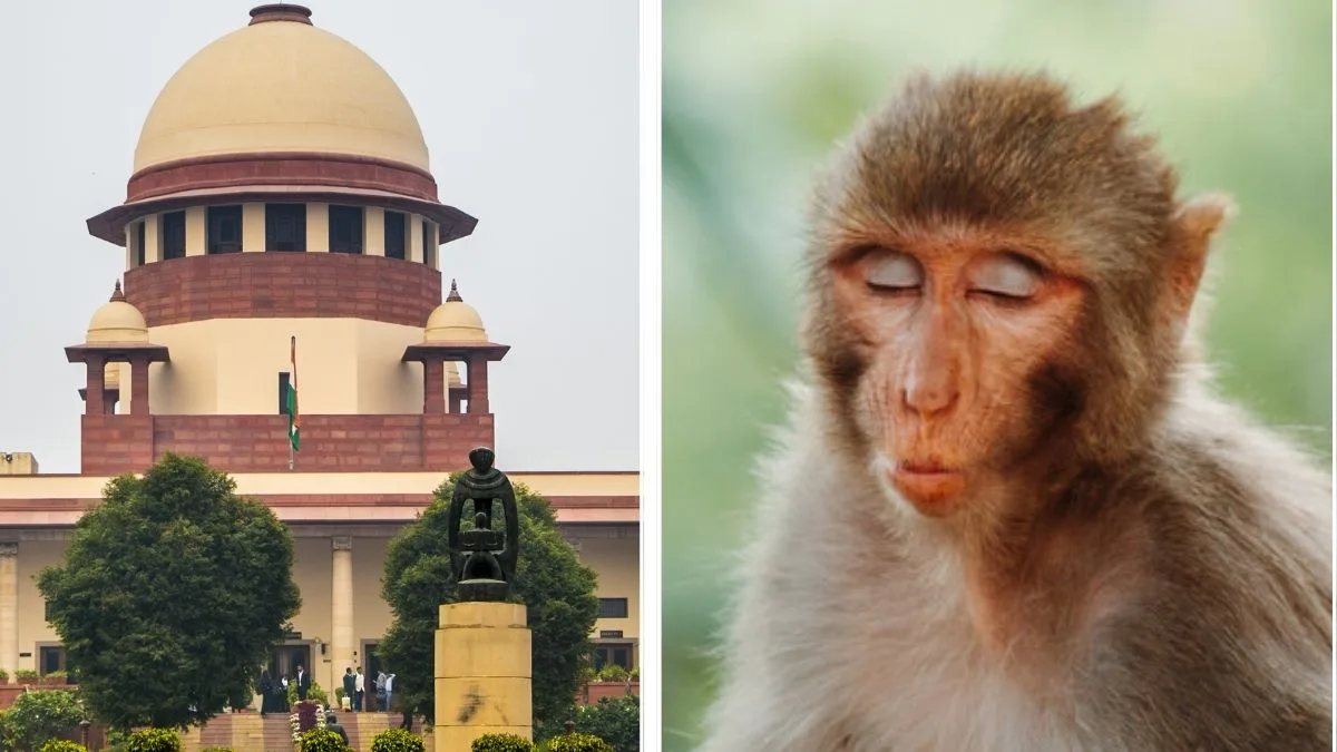 Supreme Court invites online bid for monkey menace management
