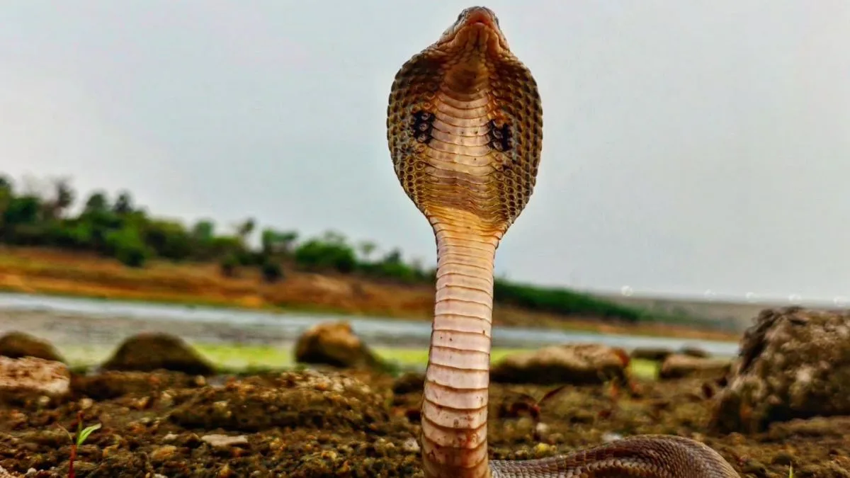 Viral for all the wrong reasons: Jharkhand man allegedly kills snakes and wildlife for social media fame, case registered