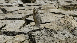 Cracked earth, dried puddles and hundreds of dead fish at Sanjay Jheel, Delhi’s Mayur Vihar amid intense summer heat (pic by Anindya Chattopadhyay)