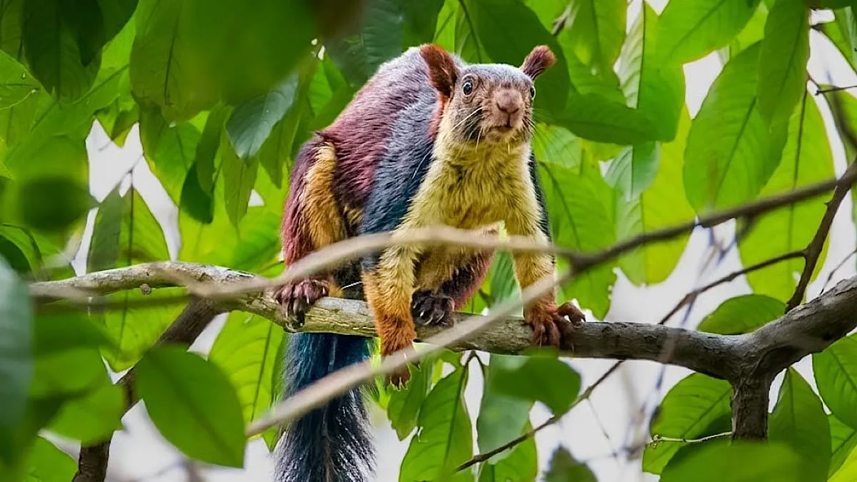 Rare giant Malabar squirrel spotted in Chhattisgarh’s Barnawapara sanctuary