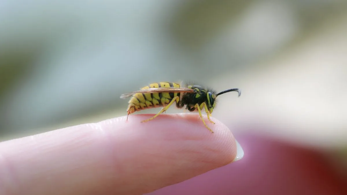 Acharya Balkrishna on wasp and bee stings: Why mint juice is a remedy worth taking seriously