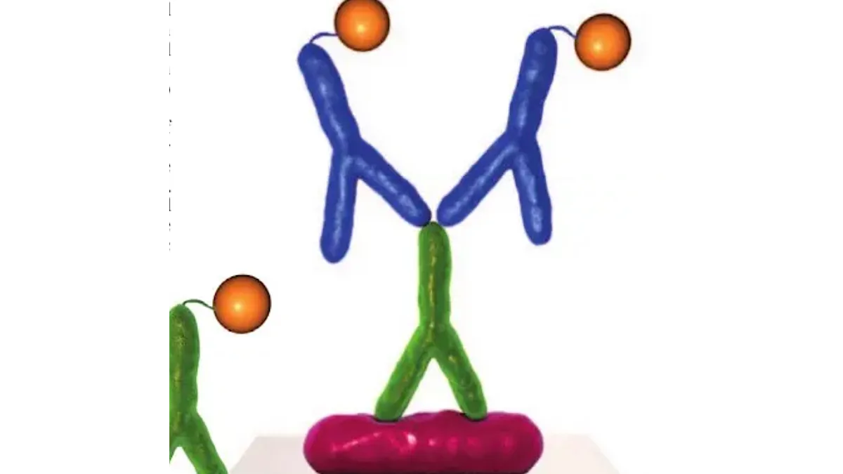 Opsonins and the Opsonocytophagic Reaction
