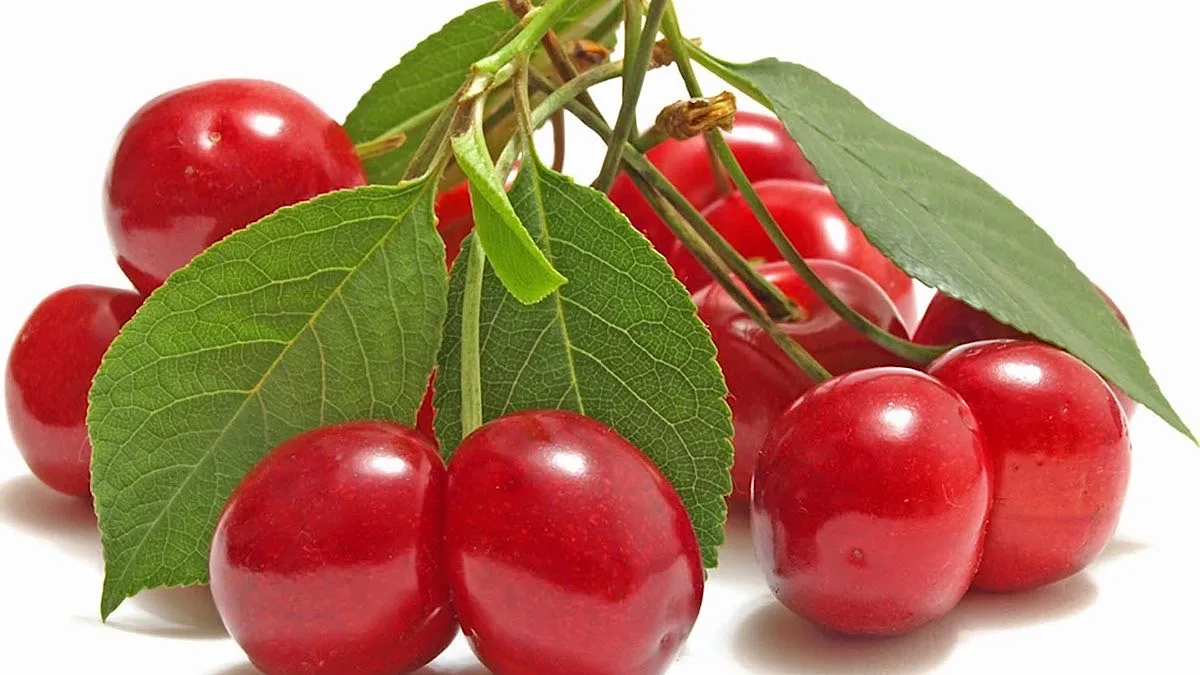 Kashmir cherries reach Mumbai, Gujarat faster as rail loading hits new high