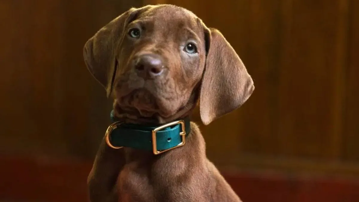 First look: Netflix reveals ‘Scooby-Doo Origins’ cast, plot, and the dog everyone’s talking about