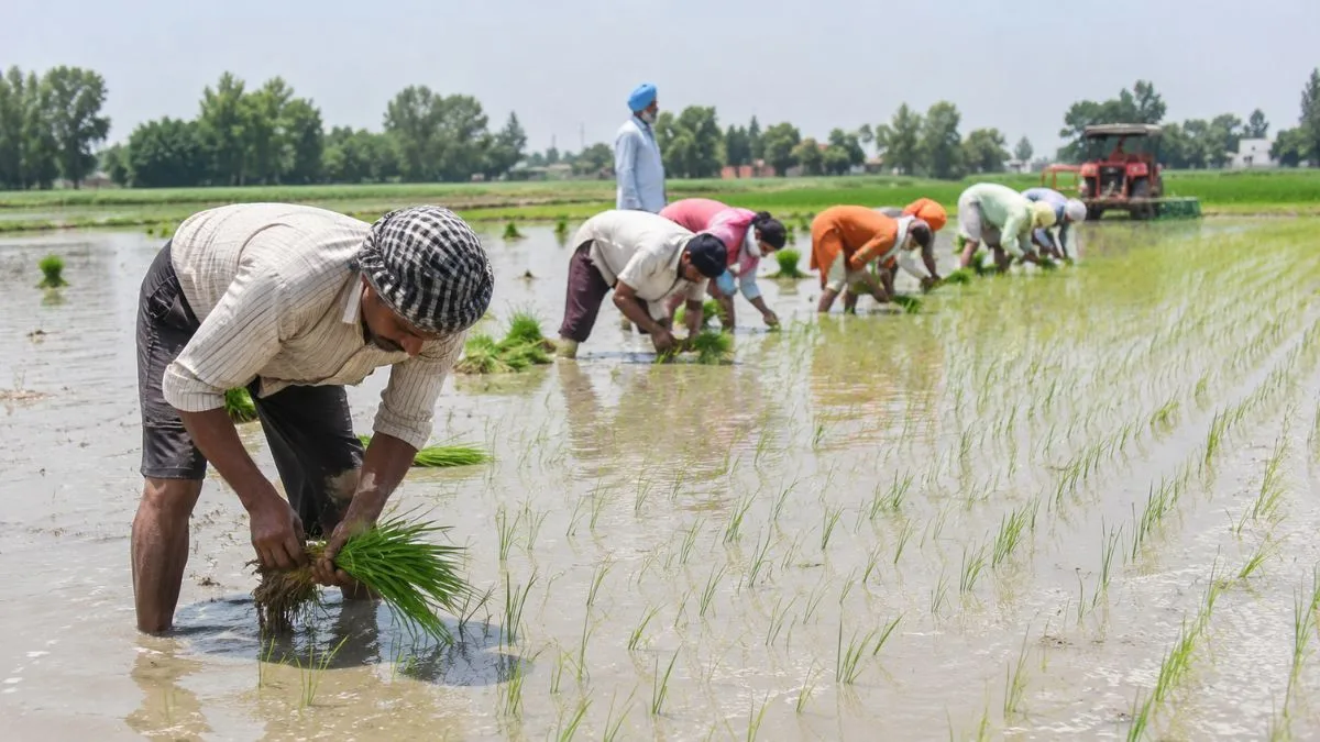SPECIAL | Punjab paddy season gets costlier as farmers, migrant labourers struggle with rising inflation