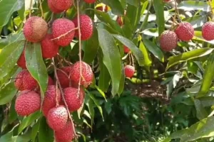 SPECIAL | Pathankot litchi set to reach markets in London, Dubai, and Singapore