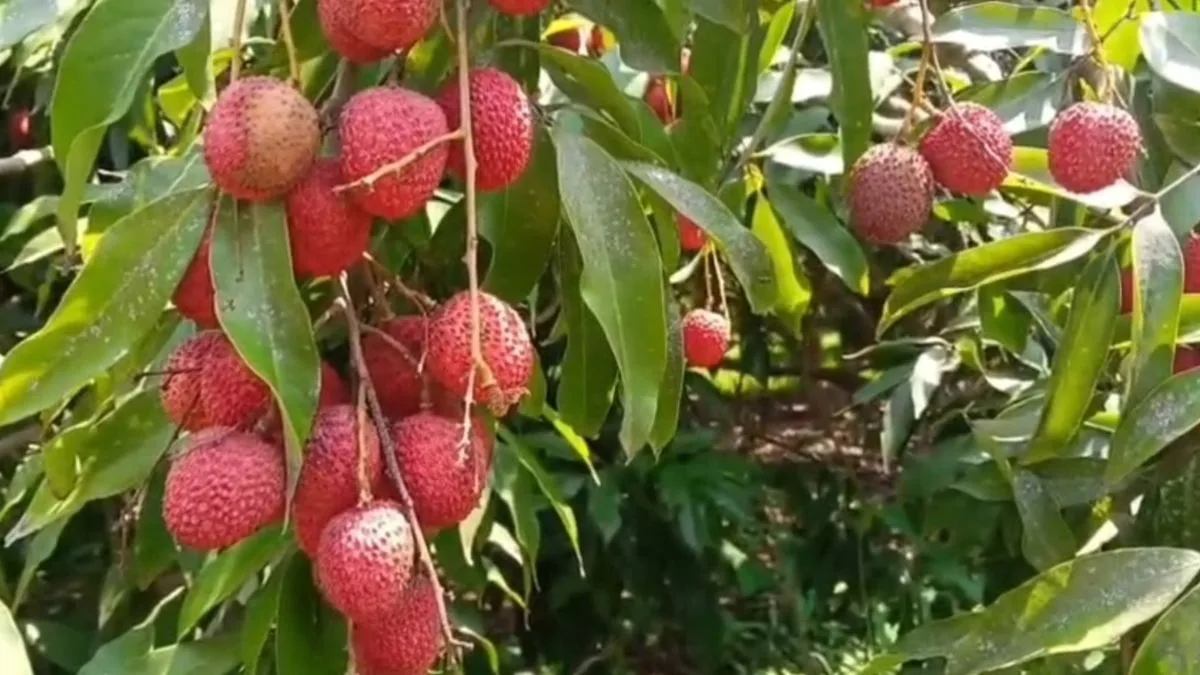 SPECIAL | Pathankot litchi set to reach markets in London, Dubai, and Singapore