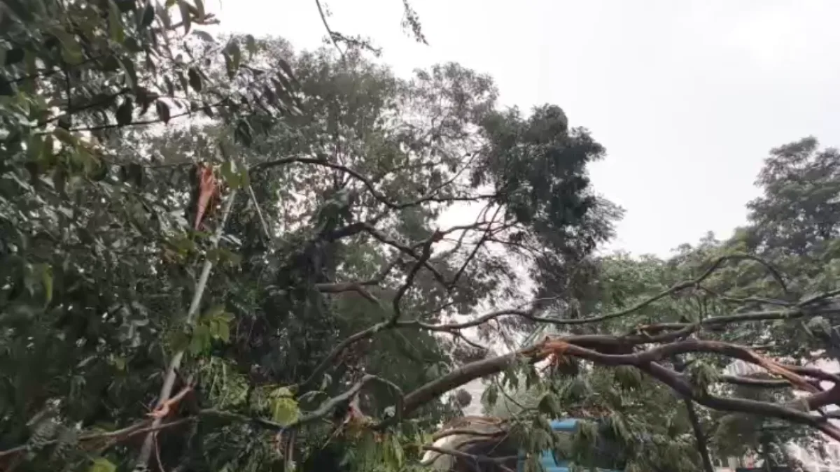 Heavy rain batters Kolkata, north Bengal; trees uprooted at multiple places | Pics inside
