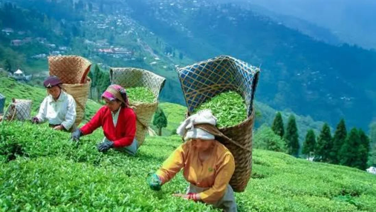 Small tea growers in Bengal seek inclusion in state farmers’ registry, cites Assam model