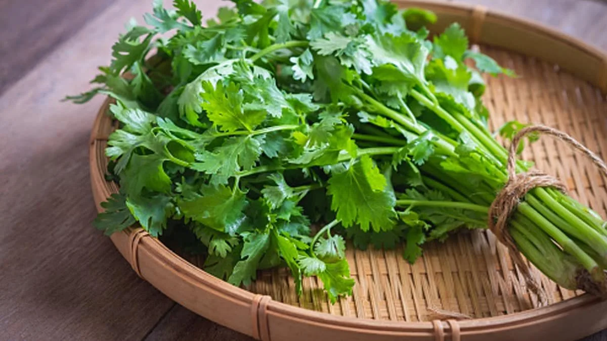 Coriander leaves for glowing skin: Acharya Balkrishna reveals this simple ayurvedic trick