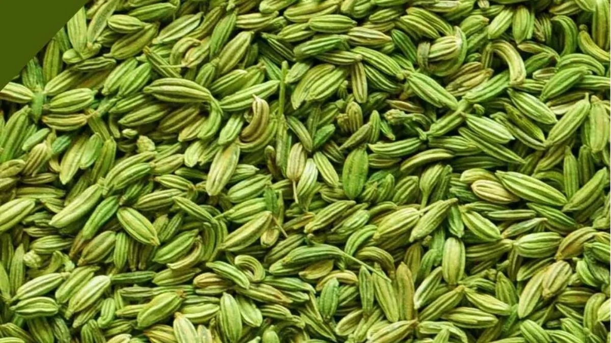 Fennel seeds can help control blood pressure and sharpen memory: Acharya Balkrishna