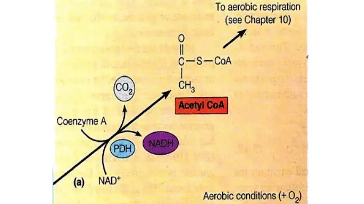 Gluconeogenesis