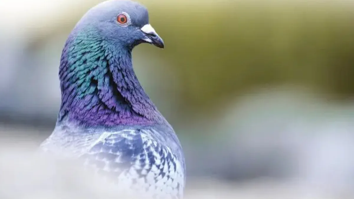 The Pigeon Puzzle: the secret to Pigeon’s incredible navigation
