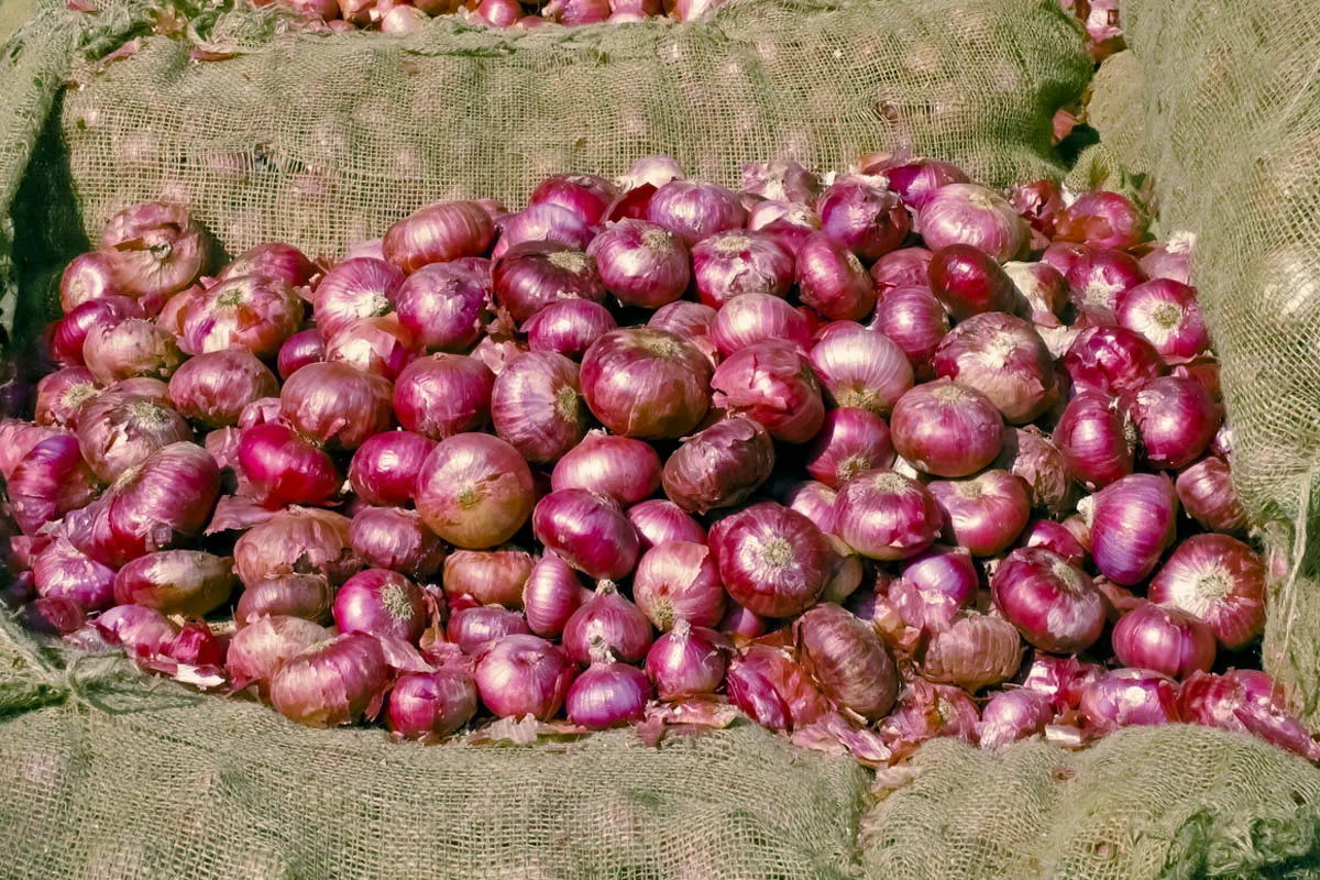 Centre raises onion procurement price