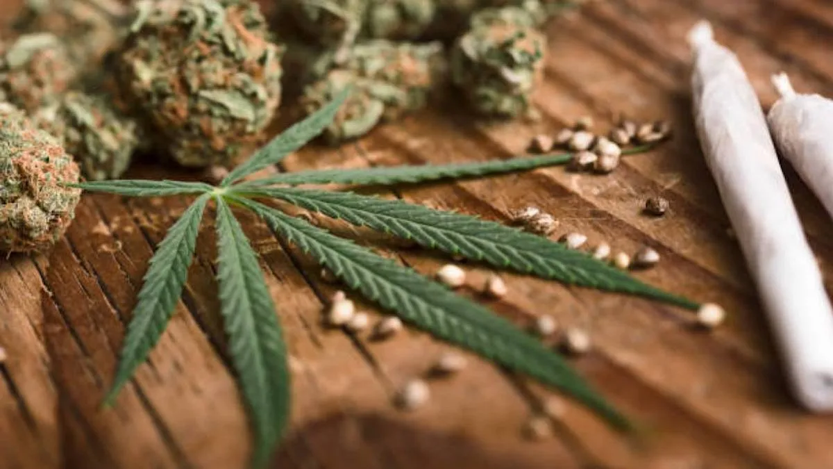 India should look at cannabis reform