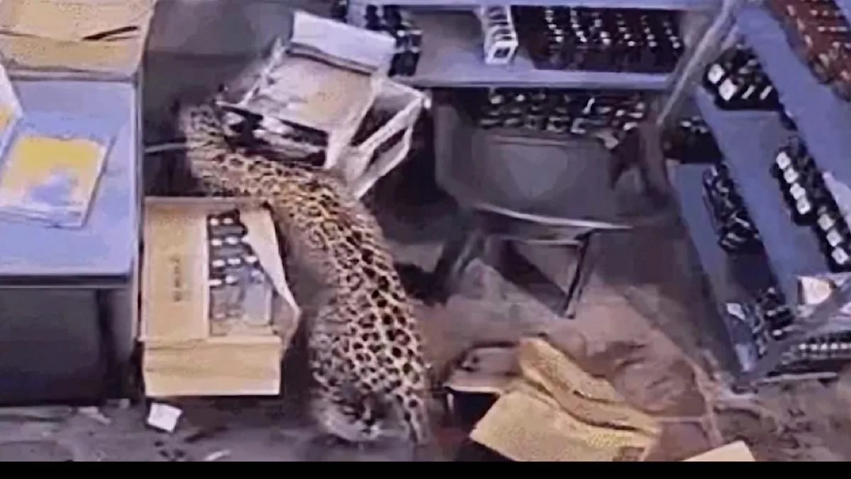 Panic prevails in Rajasthan town for 5 hours as strayed leopard leaves three injured
