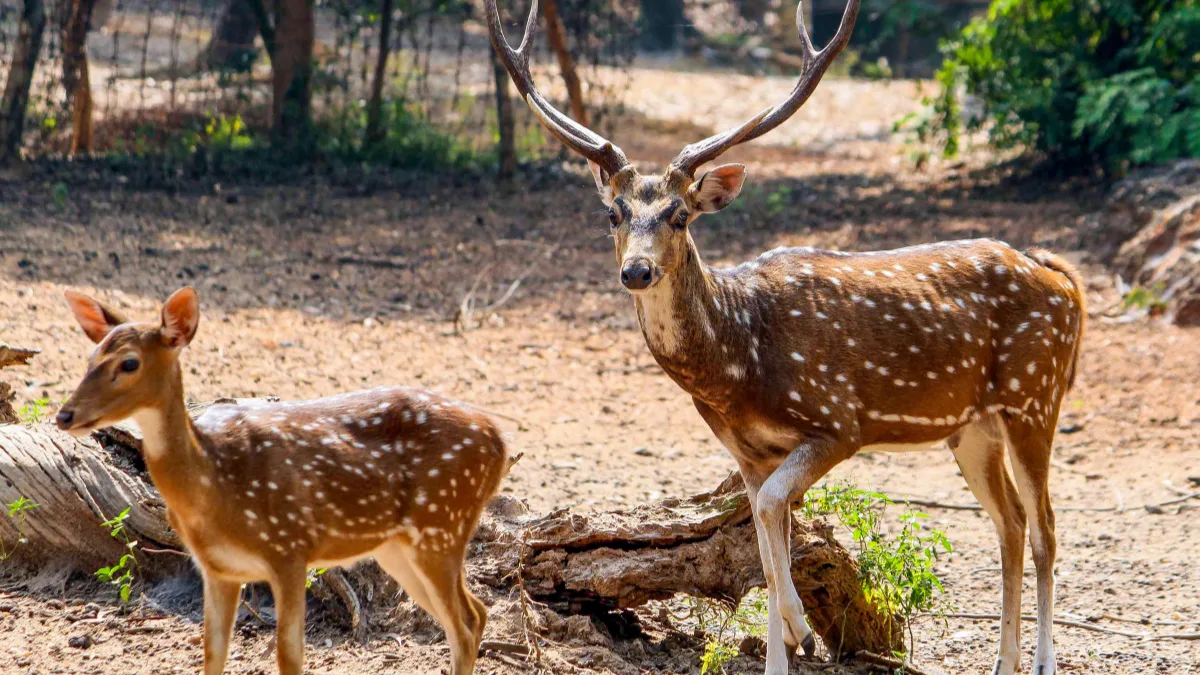 Bengal clears second conservation reserve in Purulia to boost wildlife protection, eco-tourism