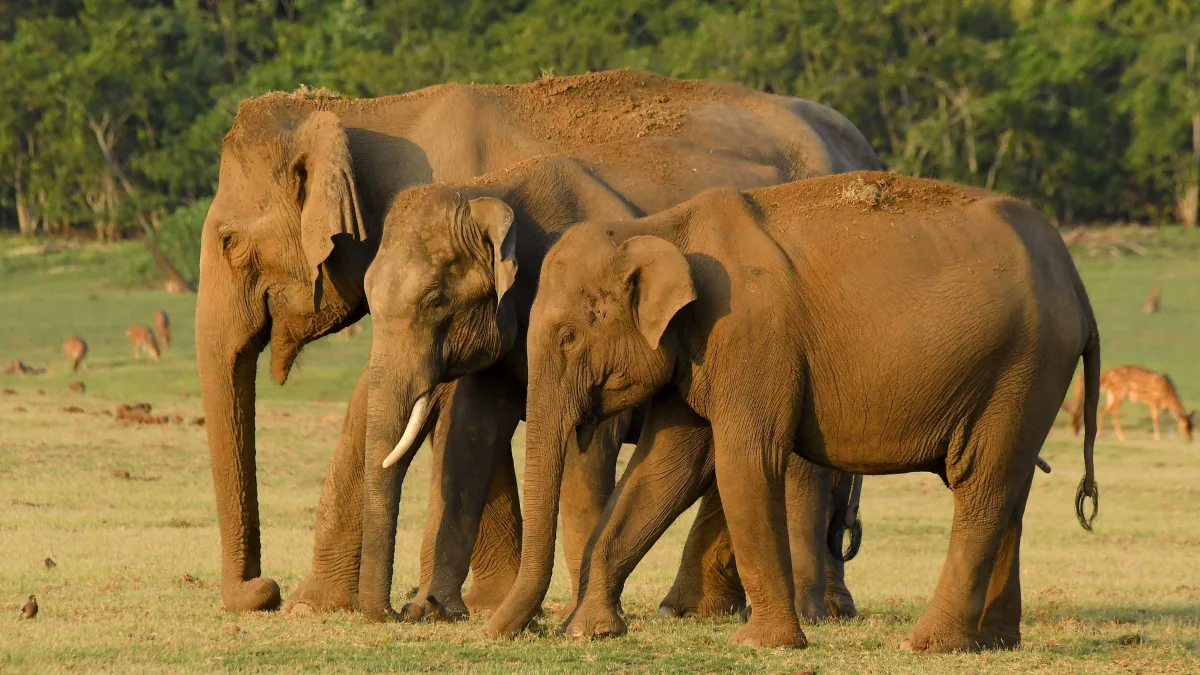 Three elephants shifted to Bengal’s Buxa ahead of tiger rehabilitation project