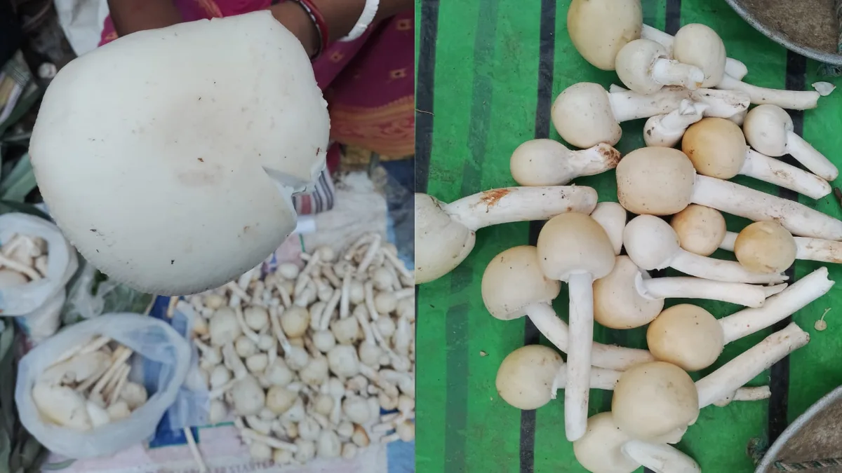 Vanishing monsoon bounty: Junglemahal’s wild mushrooms face an uncertain future