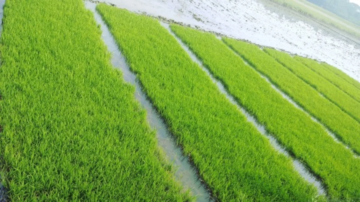 New rice farming method in Bengal can reduce carbon emissions while boosting yields